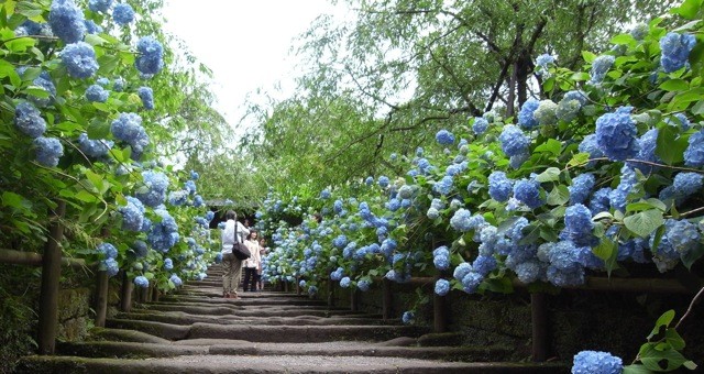 Ortensia - il fiore dell'estate