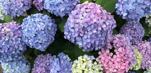 Hydrangea - the flower of summer