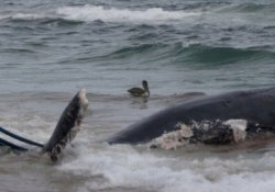 Caza de ballenas en Japón: mentiras y verdades