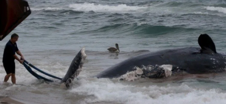 Caça às baleias no Japão – Mentiras e Verdades