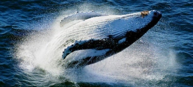 Caça às baleias
