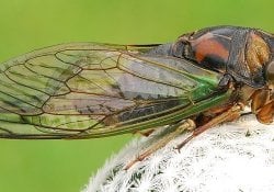 Japans beliebte Insekten