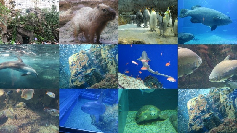 Kaiyukan - das Osaka-Aquarium