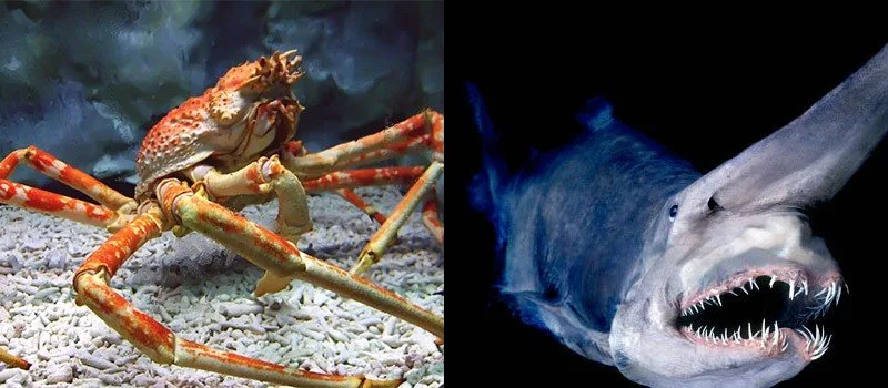 Animais horripilantes do Japão!