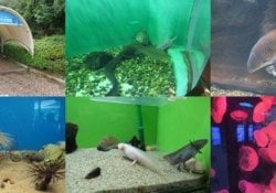 Shinagawa Aquarium - Tokio