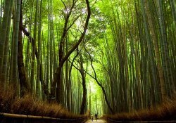 嵐山-竹林と猿山