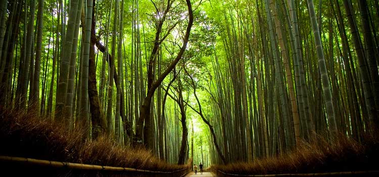 Arashiyama - rừng tre và núi khỉ