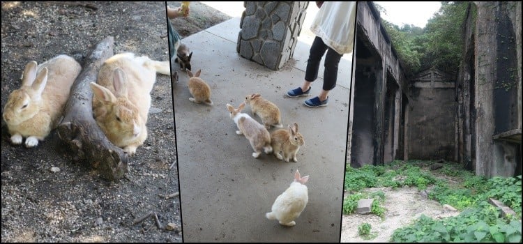 토끼의 섬으로 유명한 오쿠노시마