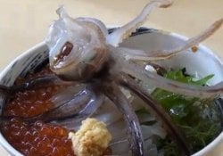 Katsu ika odori-don - the controversial squid