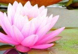 Flor de loto - Significados y curiosidades