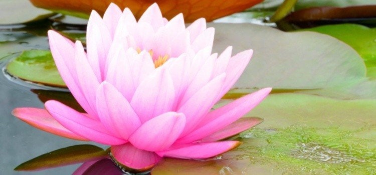Flor de loto - significados y curiosidades