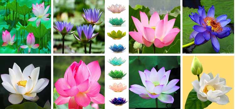 Lotus flower