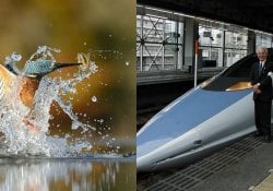 Bullet train and the kingfisher; the penguin and the owl