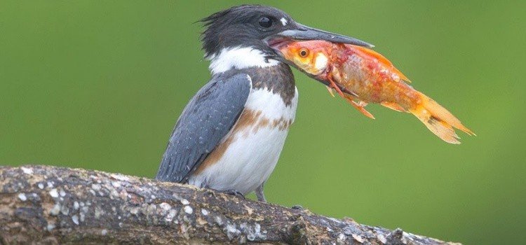 Birds in Japanese