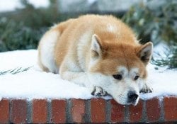 Hachiko – – Kisah anjing yang setia