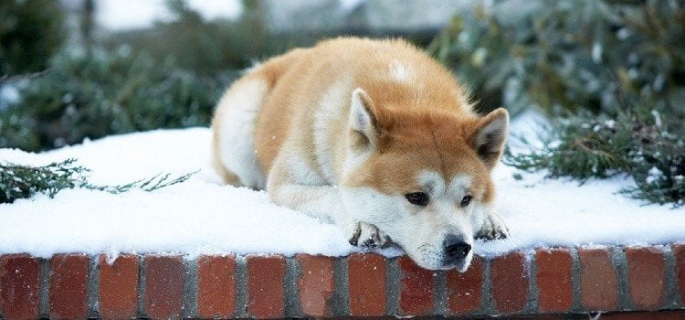 Temui 11 Ras Anjing Jepang