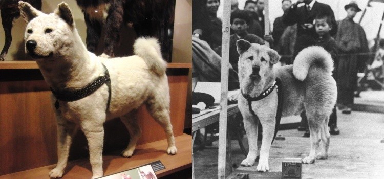 real hachiko owner