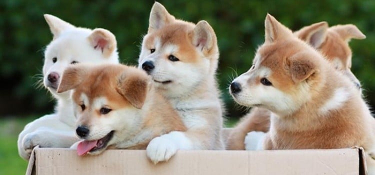Treffen Sie 11 japanische Hunderassen