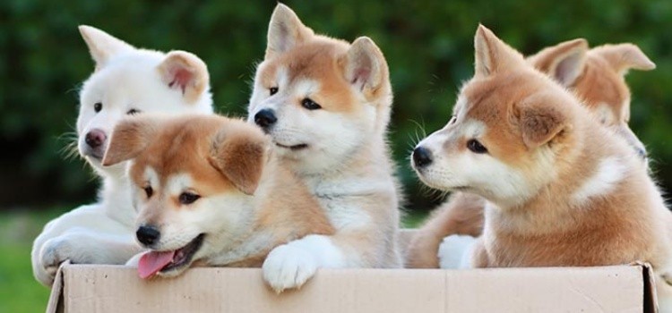 Know 11 Japanese dog breeds