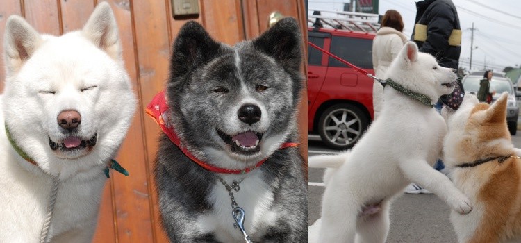 Akita inu