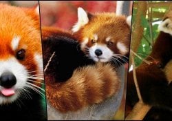 Você conhece o pequeno panda-vermelho?