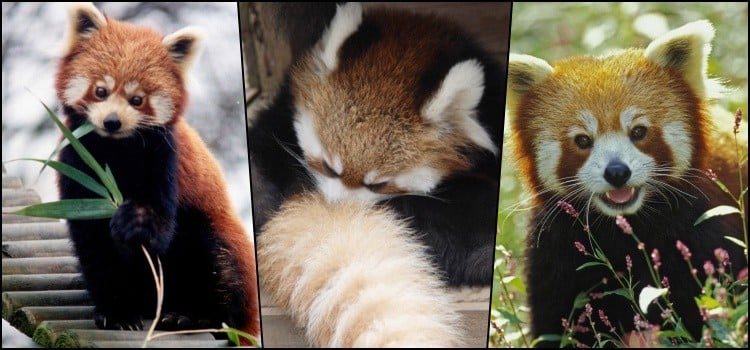 Kennst du den kleinen roten Panda?