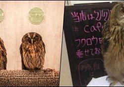 Fukuro Cafe – Scopri il caffè dei gufi