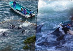 Apakah orang Jepang membunuh dan memakan lumba-lumba?