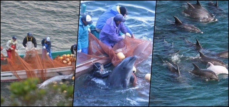 Os japoneses matam e comem golfinhos?