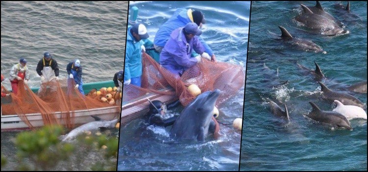 Do the Japanese kill and eat dolphins?