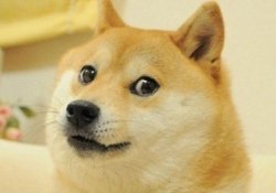 Do you know the famous Doge of memes?