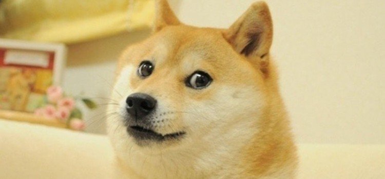 ค ณร จ ก Doge Of Memes ท ม ช อเส ยงหร อไม ส ก เดส