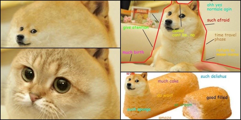 Apakah Anda tahu doge meme yang terkenal?