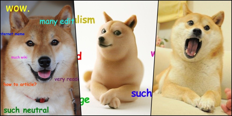 Do you know the famous doge from memes?