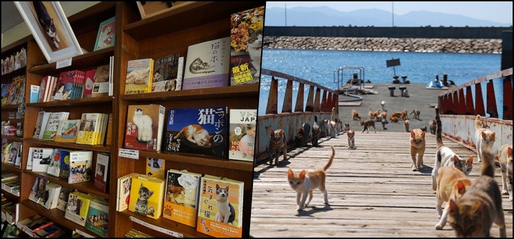 Nekojima - treffen Sie 20 Katzeninseln in Japan