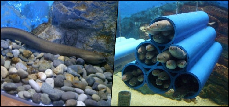 Unagi - freshwater eels in Japanese cuisine