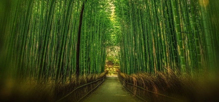 Bambú de la suerte japonés - curiosidades y consejos
