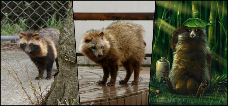 Tanuki - the Japanese raccoon dog