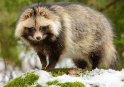Tanuki – the Japanese raccoon dog