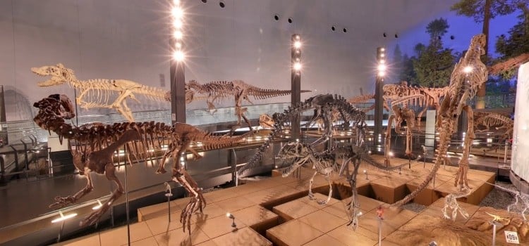 Le musée des dinosaures de Fukui - Japon
