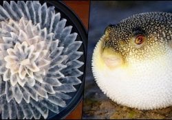 Fugu - السمكة المنتفخة وسمها الخطير والقاتل