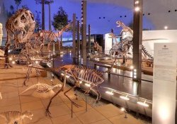 Il museo dei dinosauri a Fukui - Giappone
