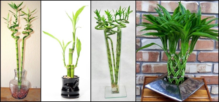 Japanese lucky bamboo - facts and tips