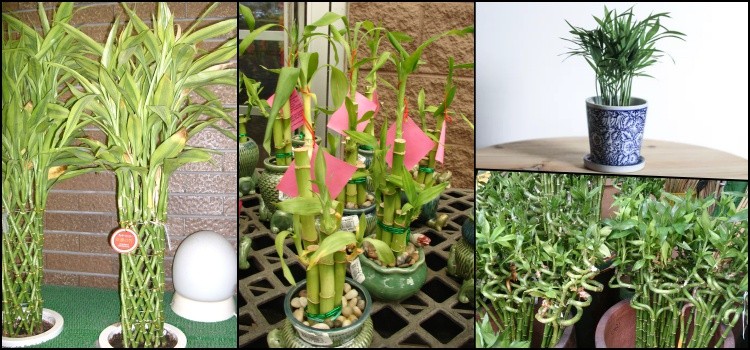 Japanese lucky bamboo - facts and tips