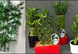 Japanese Lucky Bamboo - Curiosities and Tips