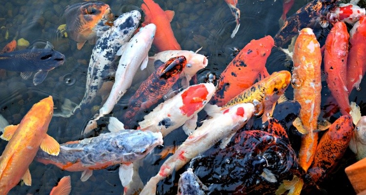 Koi-Fisch - Kuriositäten und Legenden japanischer Karpfen