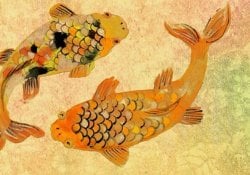 Peixe koi – curiosidades e lendas das carpas japonesas