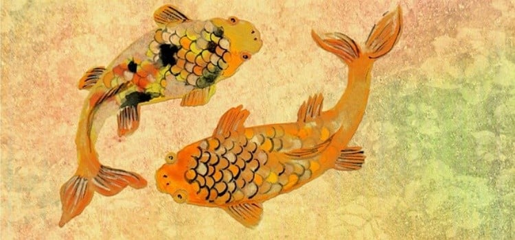 鯉-日本の鯉の好奇心と伝説