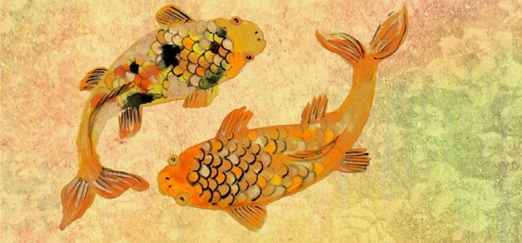 Koi fish - curiosities and legends of Japanese carps