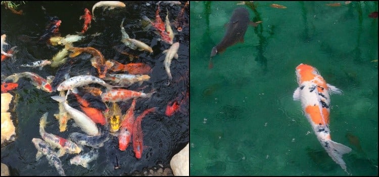 잉어 물고기-일본 잉어의 호기심과 전설